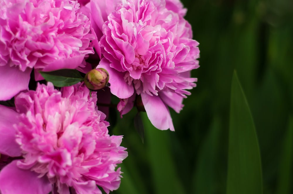 peony facts