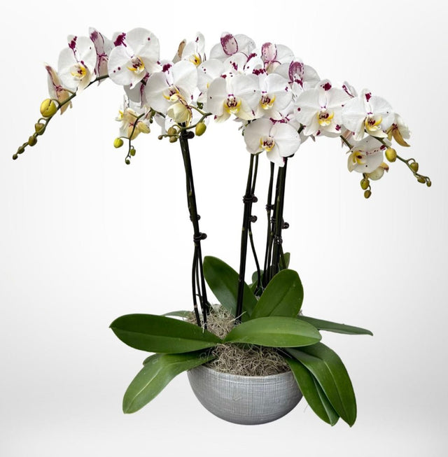 Large Phalaenopsis Orchid Planter