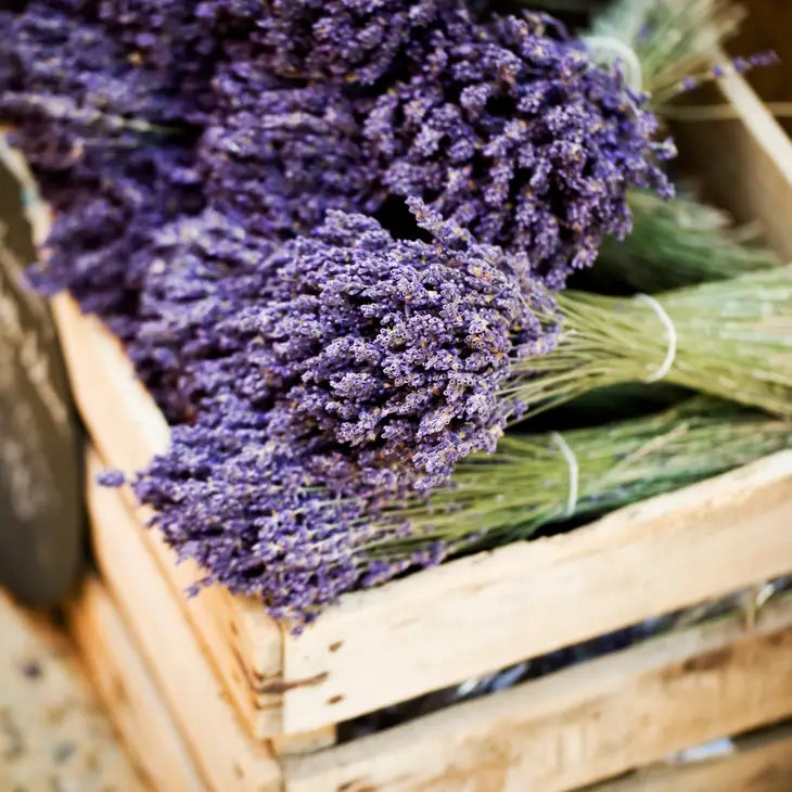 Fresh cut lavender bunches
