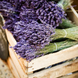 Fresh cut lavender bunches