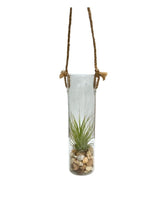 Hanging glass cylinder with air plant