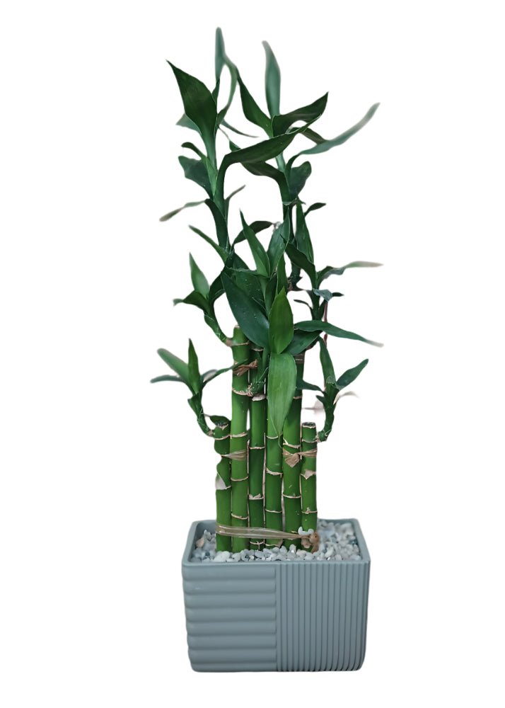 Lucky Bamboo In Pot