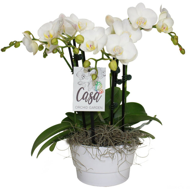 Decorative orchids in planter with moss