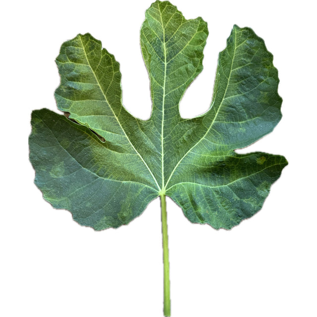 A Sangue Fig Leaf