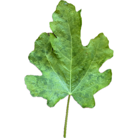 Albacor Molla Blanca Fig Leaf