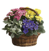 Assorted Blooming Plants in a Basket