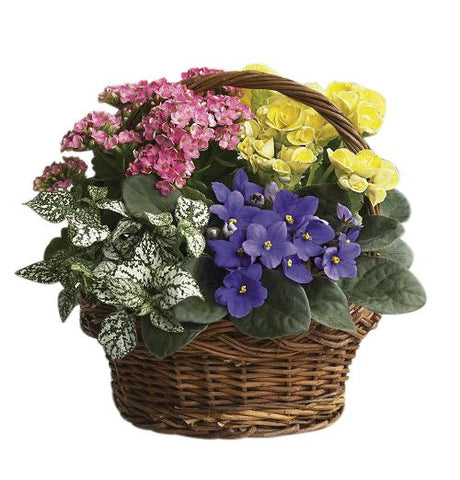 Assorted Blooming Plants in a Basket