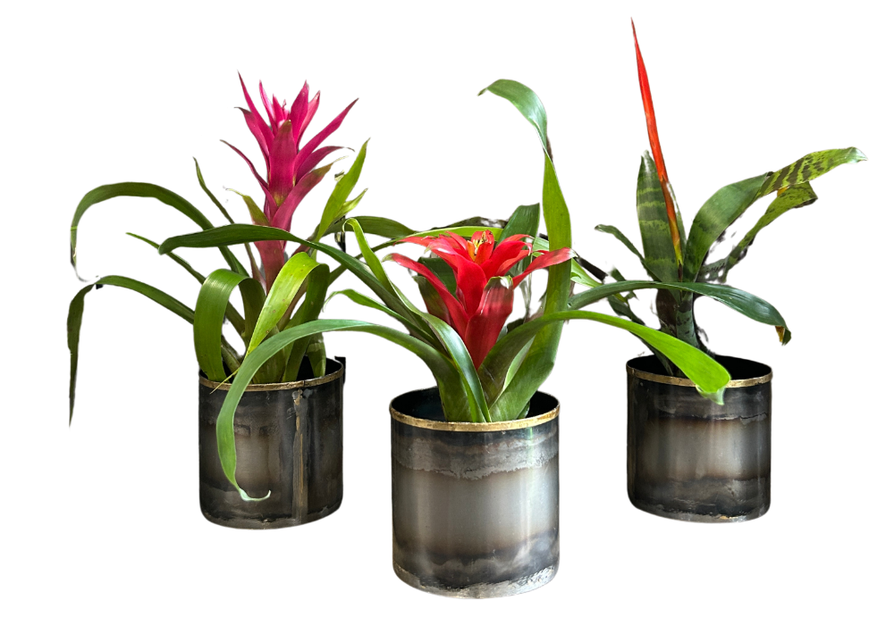 Cluster of Bromeliad plants