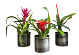 Cluster of Bromeliad plants