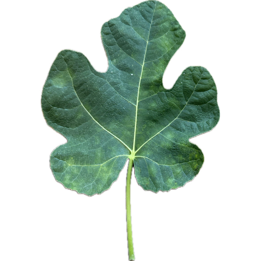 Barran Fig Leaf