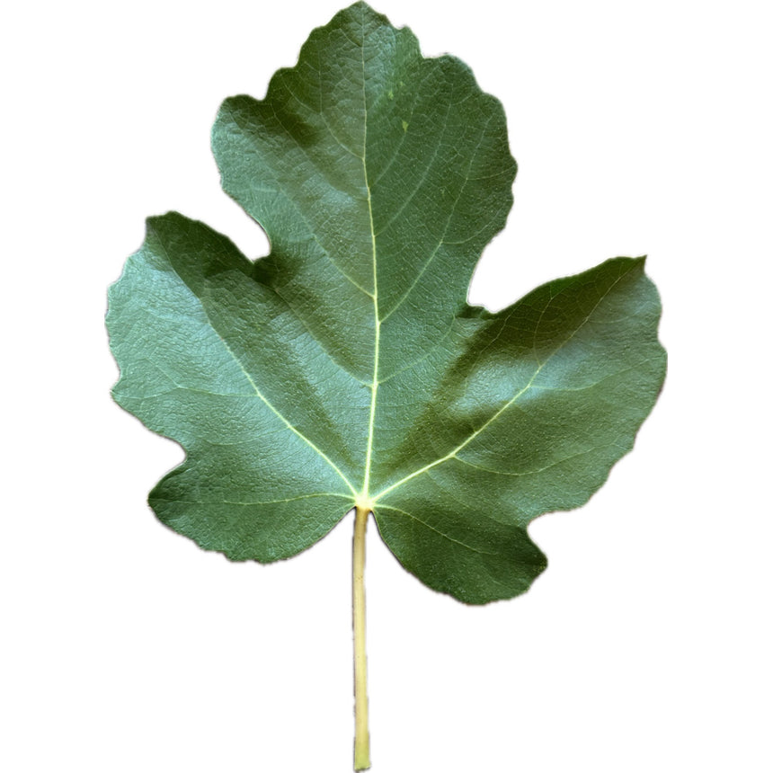 Bass Favorite Fig Fig Leaf