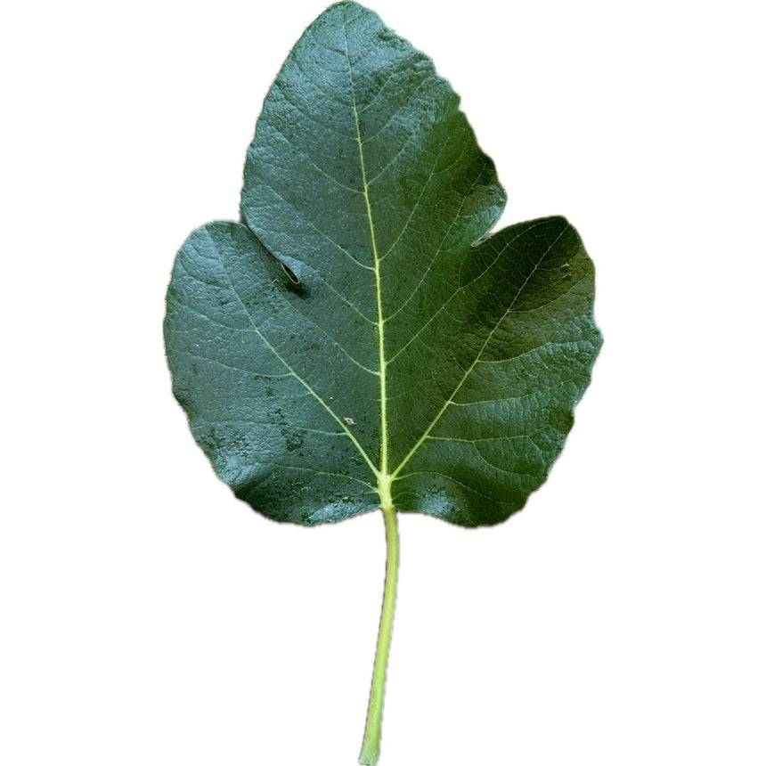 Black Madeira Fig Leaf