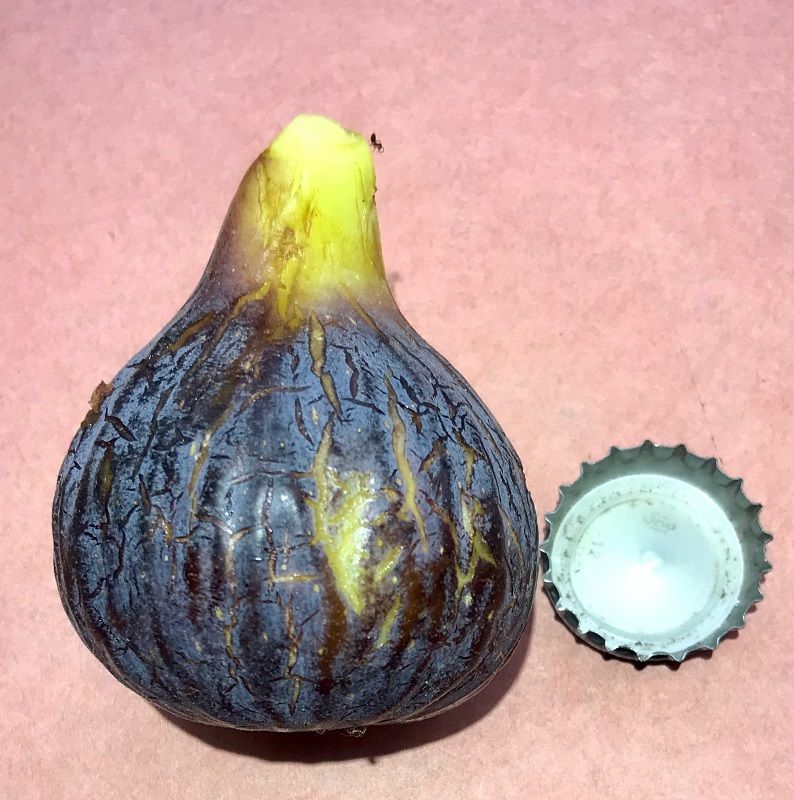 Black Madeira Fig Whole Fruit
