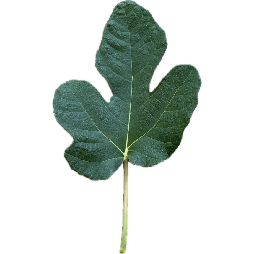 Black Manzanita Fig Leaf
