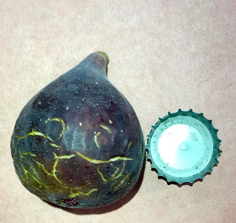 Boulevard Unknown Fig Whole Fruit