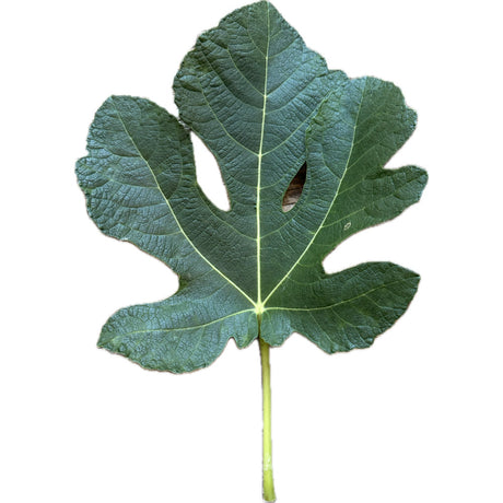 Bordissot Blanca Negra Fig Leaf