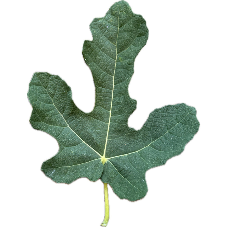 Boulevard Unknown Fig Leaf