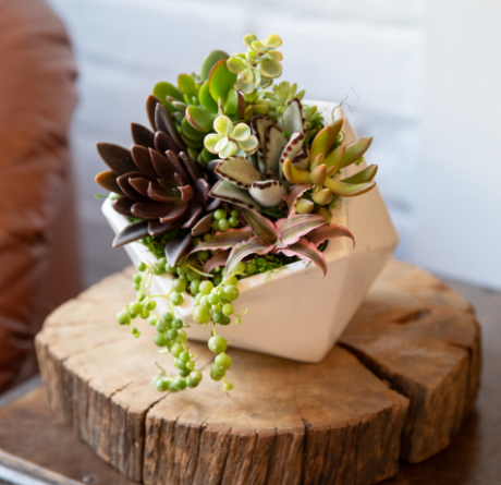 Cascading Polygon Succulent Garden