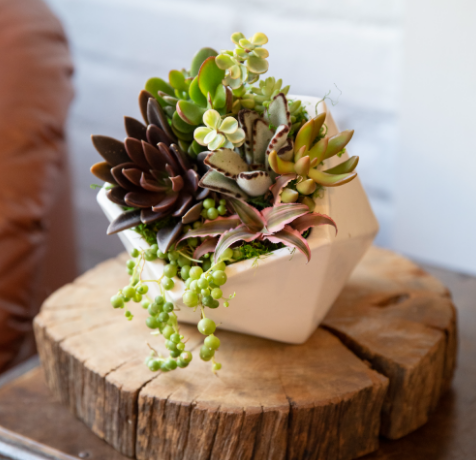 Cascading Polygon Succulent Garden