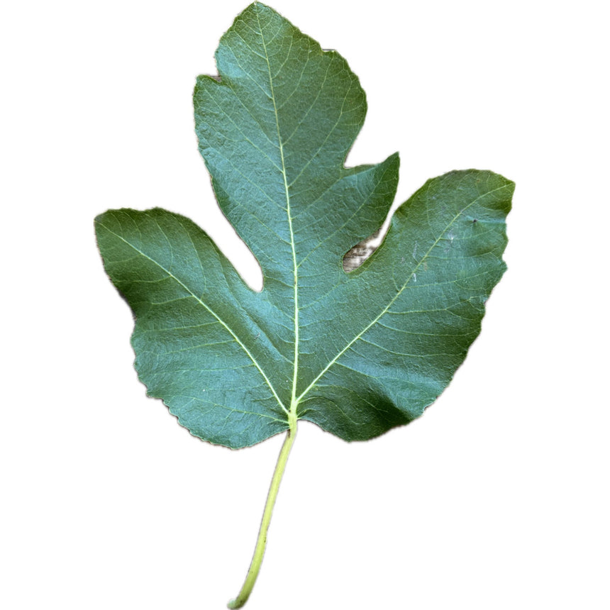 Col De Dame Noir Fig Leaf