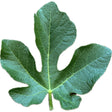 Col De Dame Mutante Fig Leaf