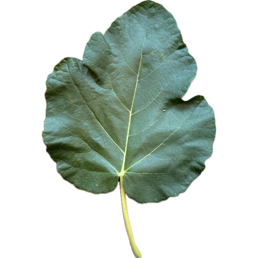 Calderona Fig Leaf