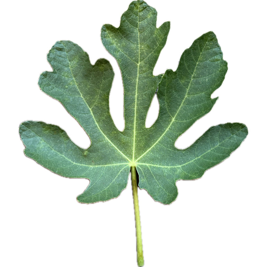 Cessac Fig Leaf