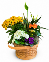 Deluxe Assorted Blooming Plant Basket