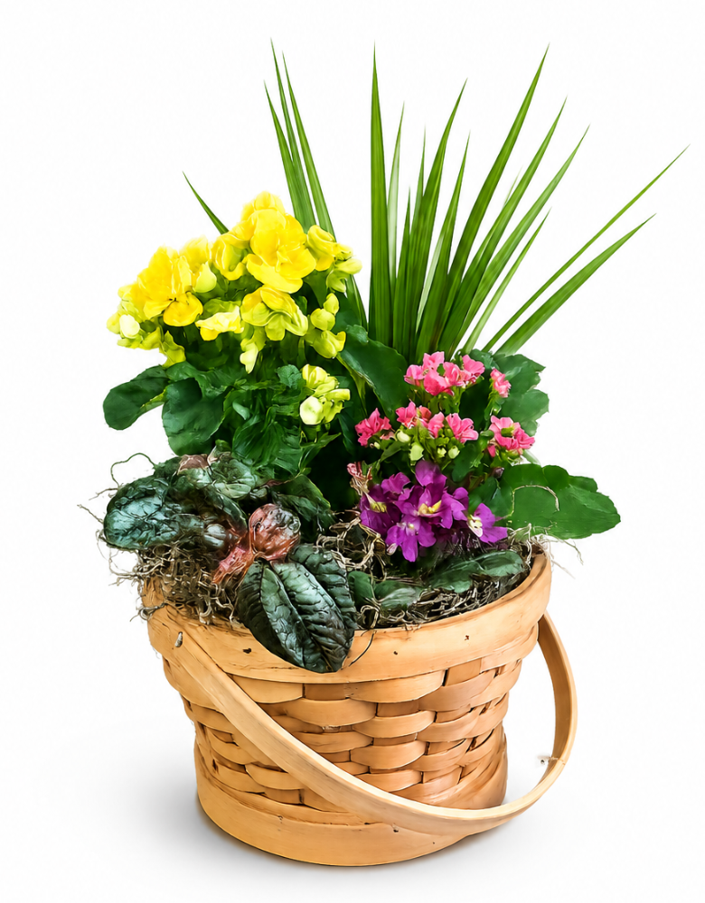 Standard Assorted Blooming Plant Basket