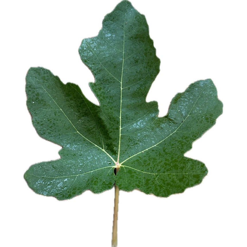 Colle San Giacomo Fig