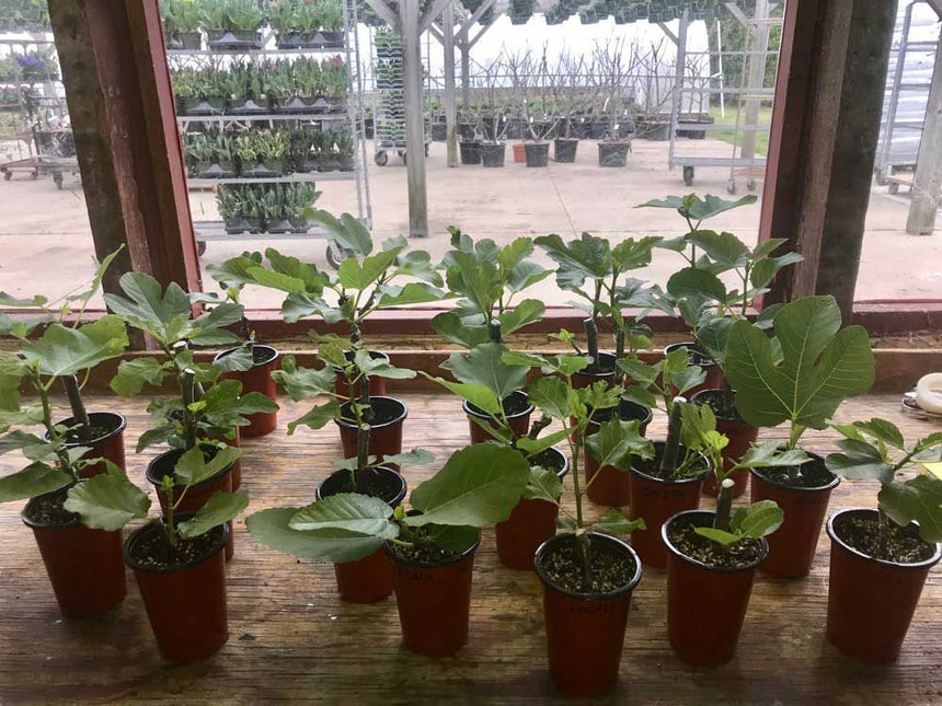Constans Rooted Fig Cutting