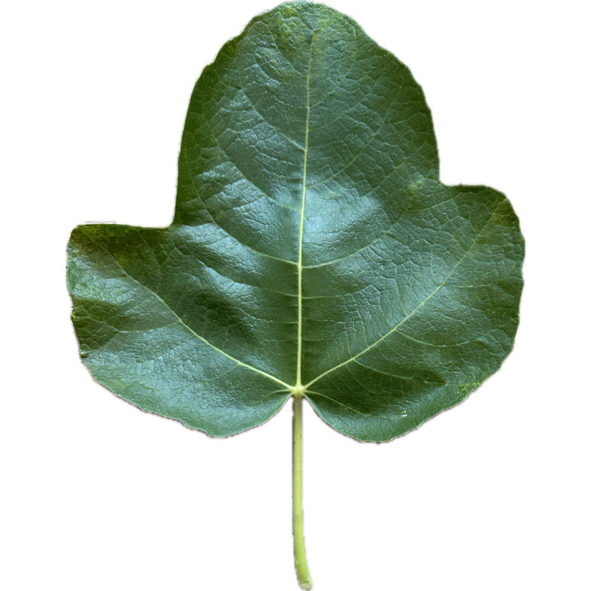 Cosme Manyo Fig Leaf