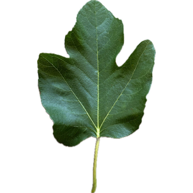 Cul Noir Fig Leaf