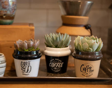 Coffee Time Succulent Planter