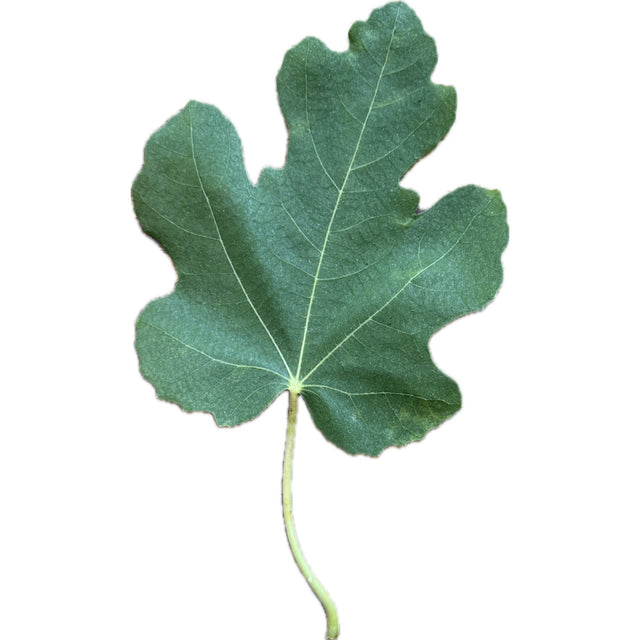 Dan's BB10 Fig Leaf