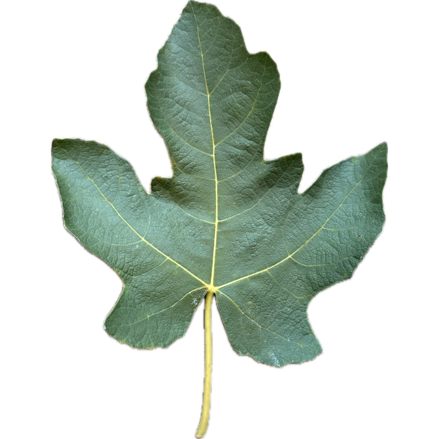 De Tres Esplets Fig Leaf