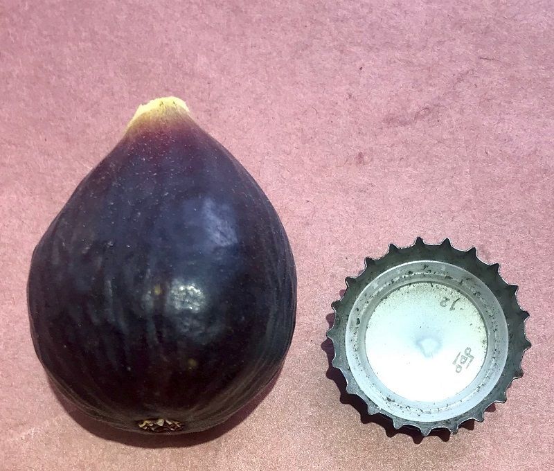 De Tres Esplets Fig Whole Fruit