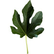 De La Senyora Sinuera Fig Leaf