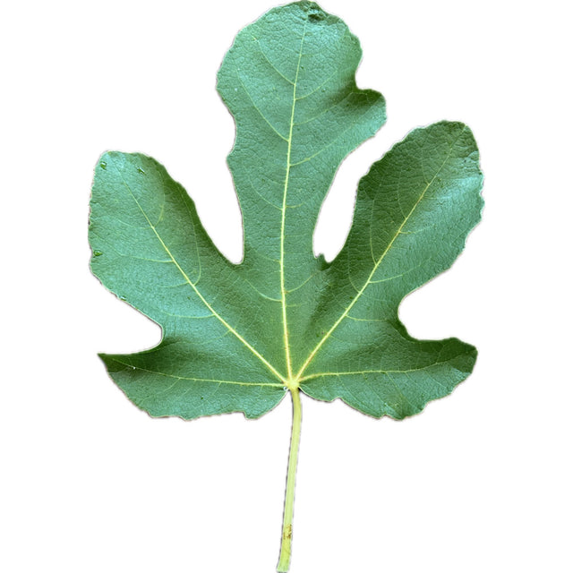 Dels Ermitans Fig Leaf