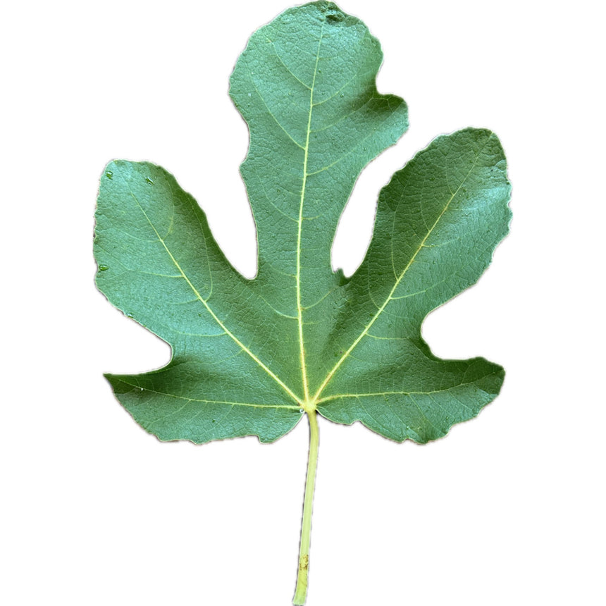 Dels Ermitans Fig Leaf