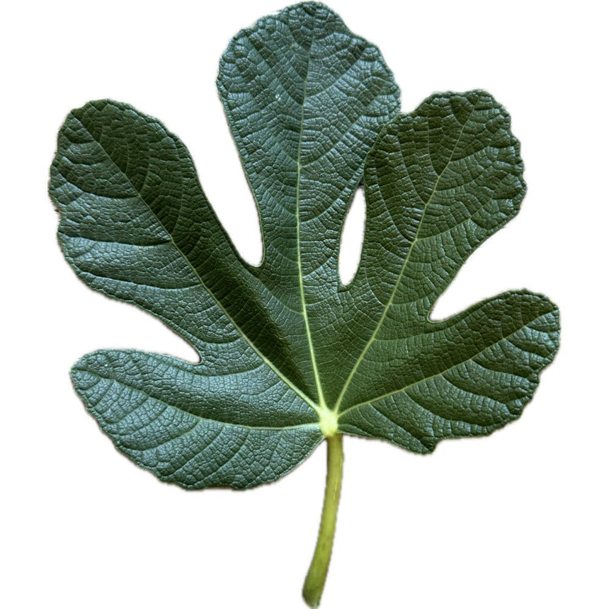 Dolce Calderai Fig