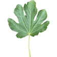 Domenico Tauro Fig Leaf