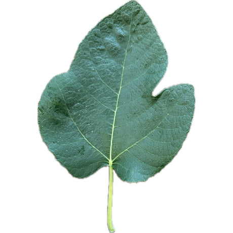 Easton Purple Fig Leaf