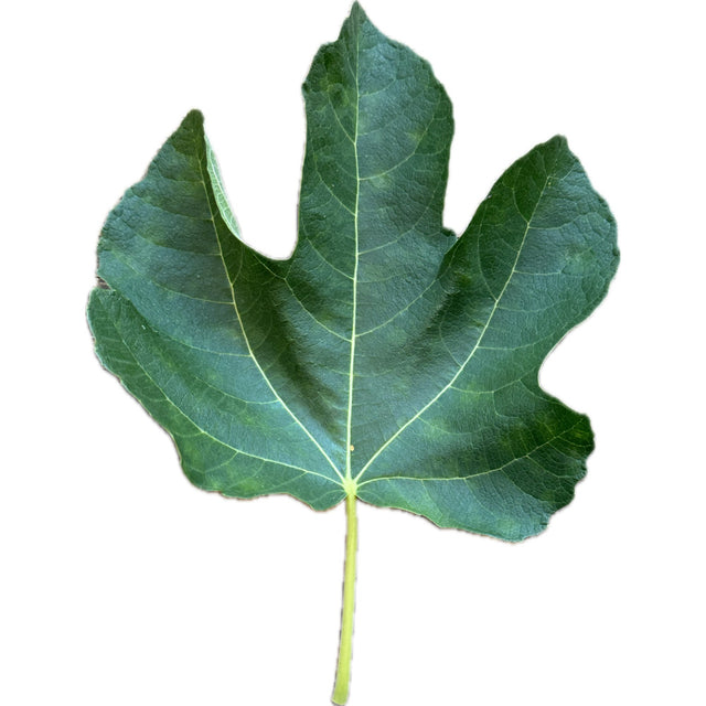Exquisito Fig Leaf