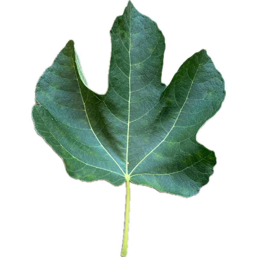 Exquisito Fig Leaf