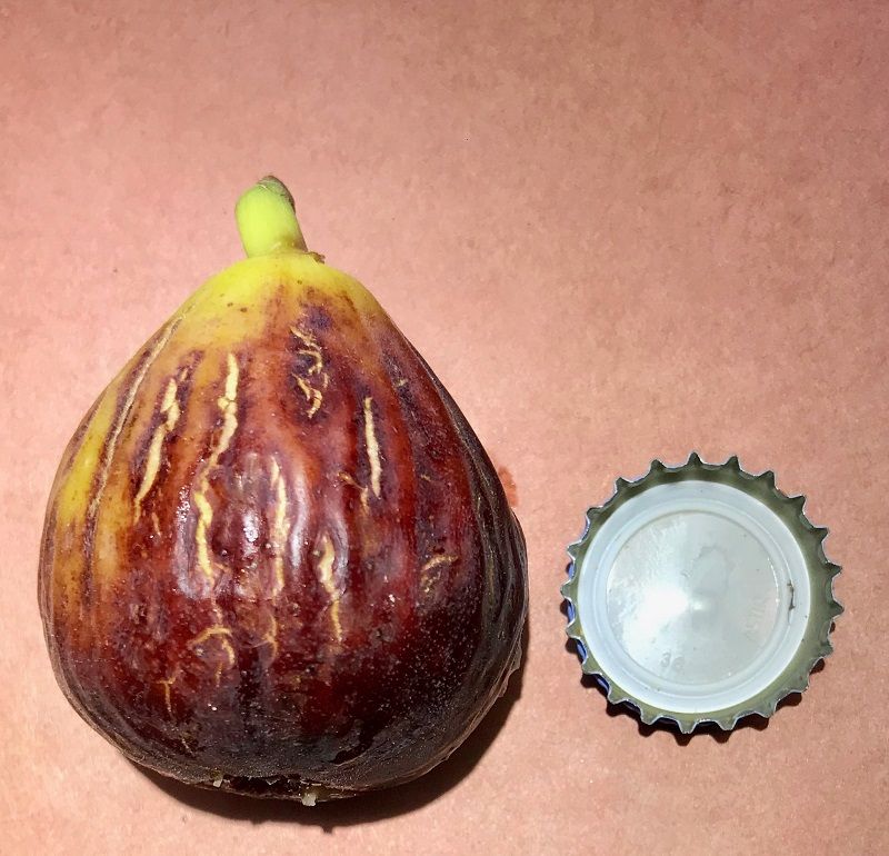 Exquisito Fig Whole Fruit