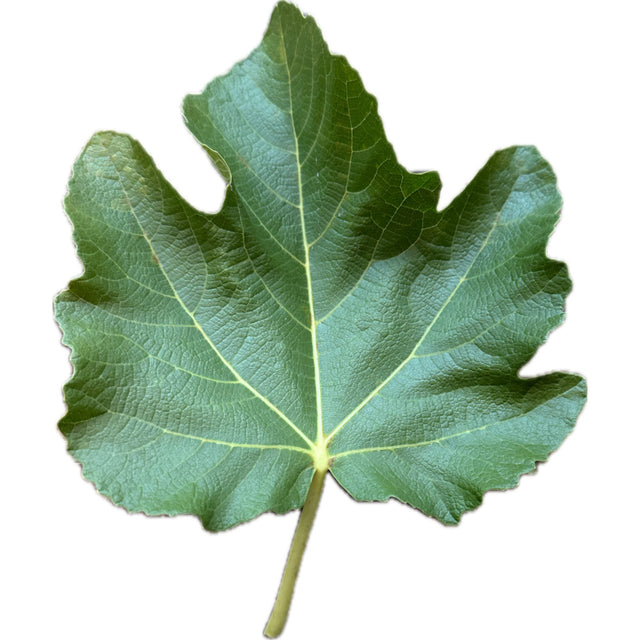 Figo Preto Fig Leaf