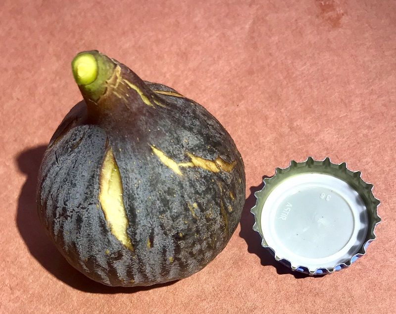 Figo Preto Fig Whole Fruit