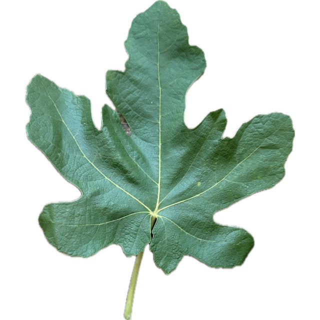 Galicia Negra Fig Leaf