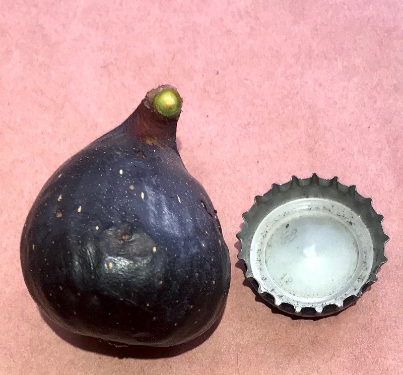 Galicia Negra Fig Whole Fruit